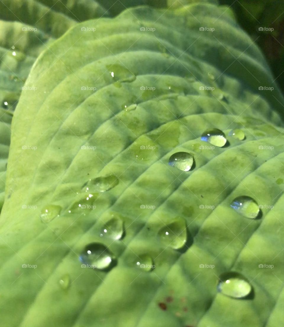 Water droplets on a bright green leaf