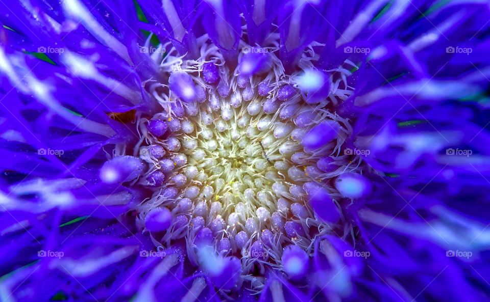 Macro photo of the center of a purple blue flower