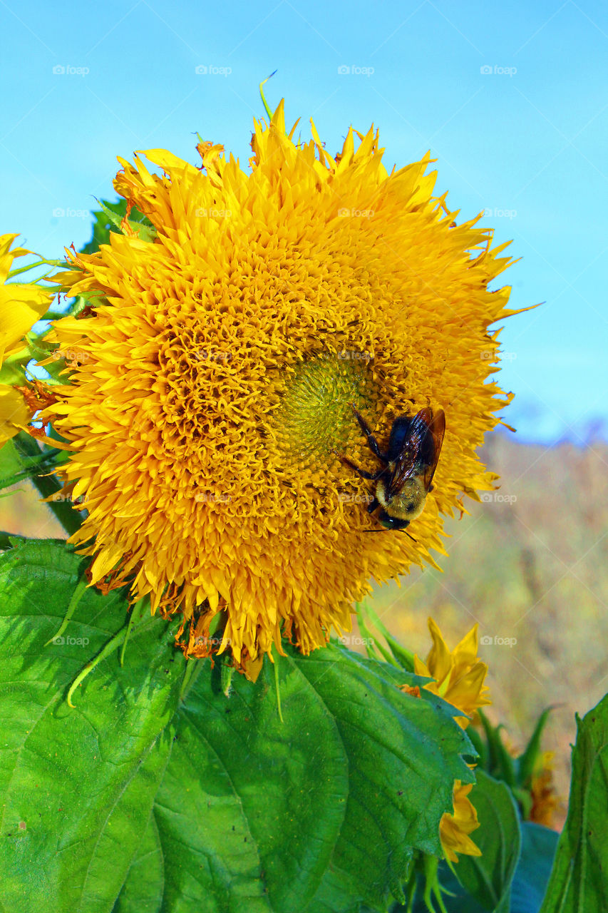 Close-up of a bee pollinating on sunflower