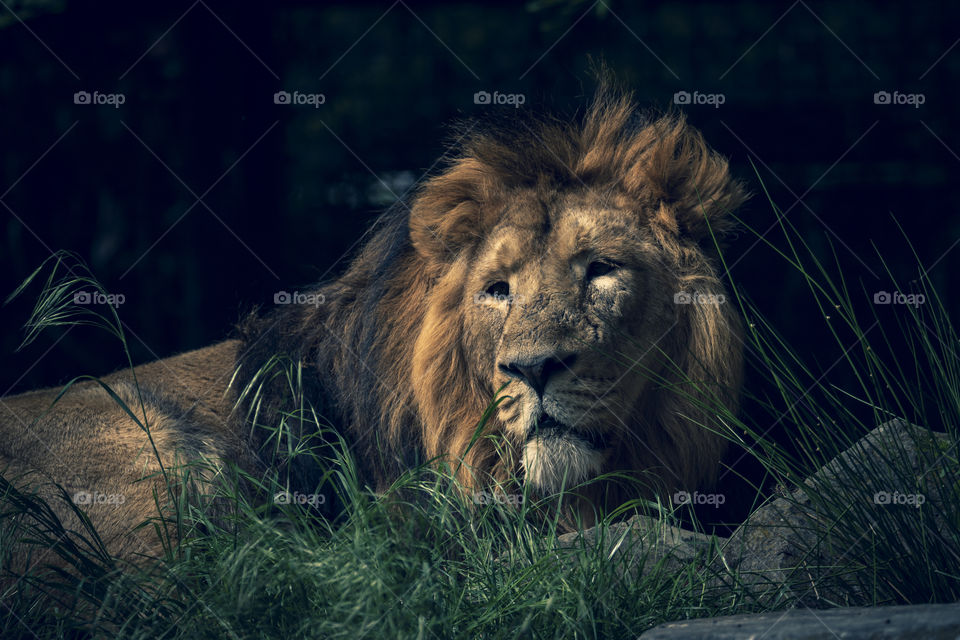 A portrait of a lion lying on the ground between some grass looking around him.