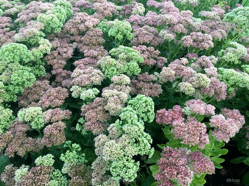 Stonecrop