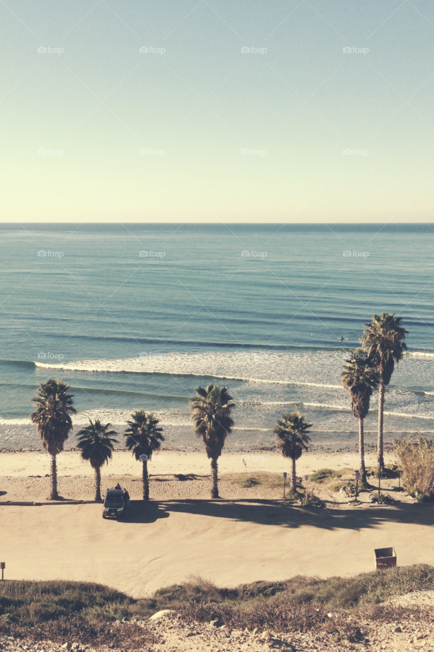View of palm trees on beach in california