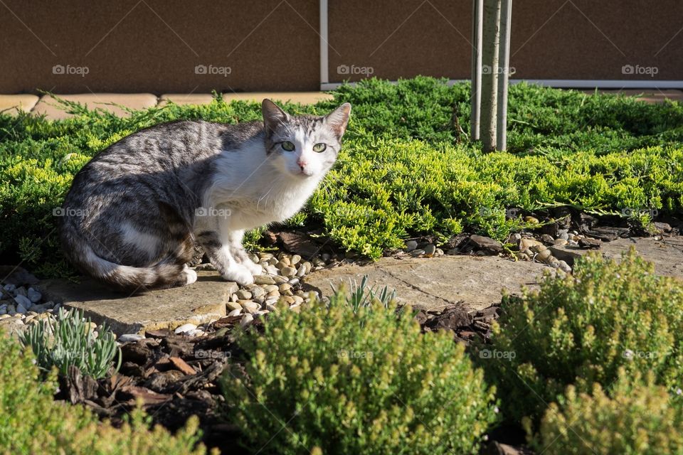cat in the garden. Slovakia