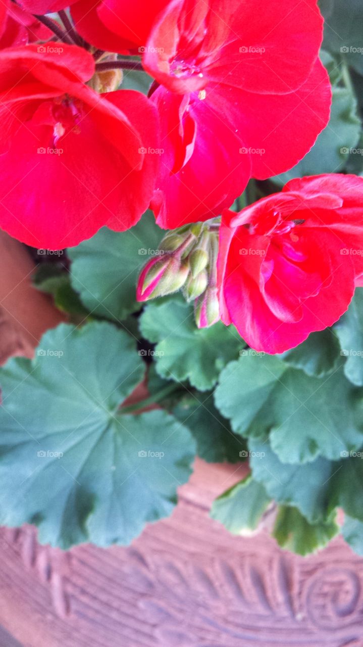 Flowers. Red Geraniums