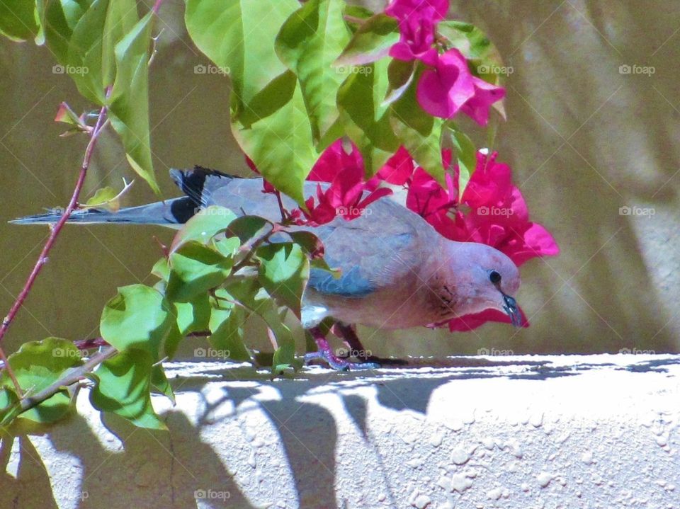 Exotic Bird. Dove. Bougainvillea. Stunning colors. Abu Dhabi Nature. Garden Beauty. . 
