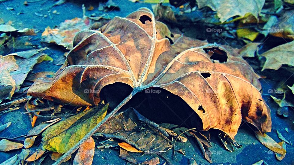 Veiny leaf