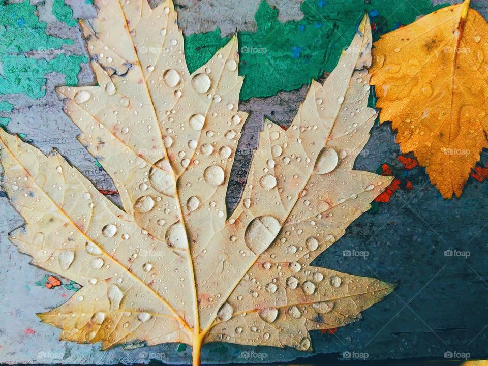 autumn leaves and raindrops