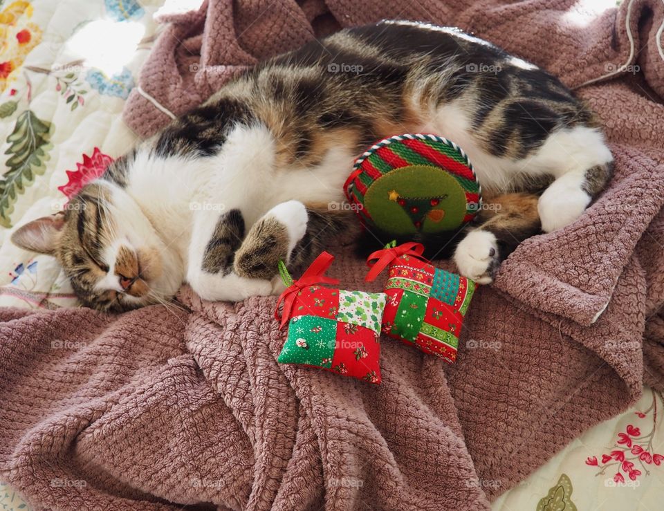 Adorable cat sleeping on fluffy robe on bed.