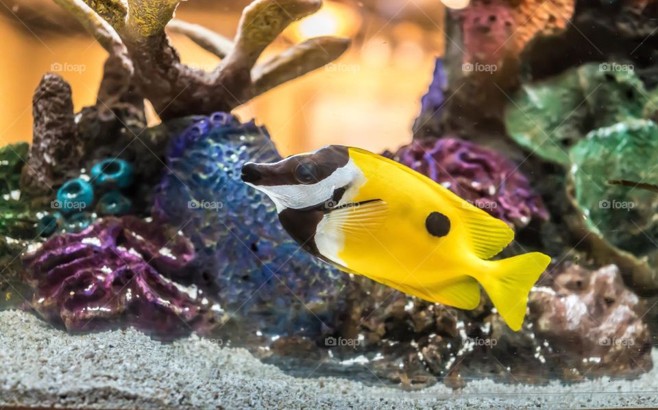 Beautiful and cute fish