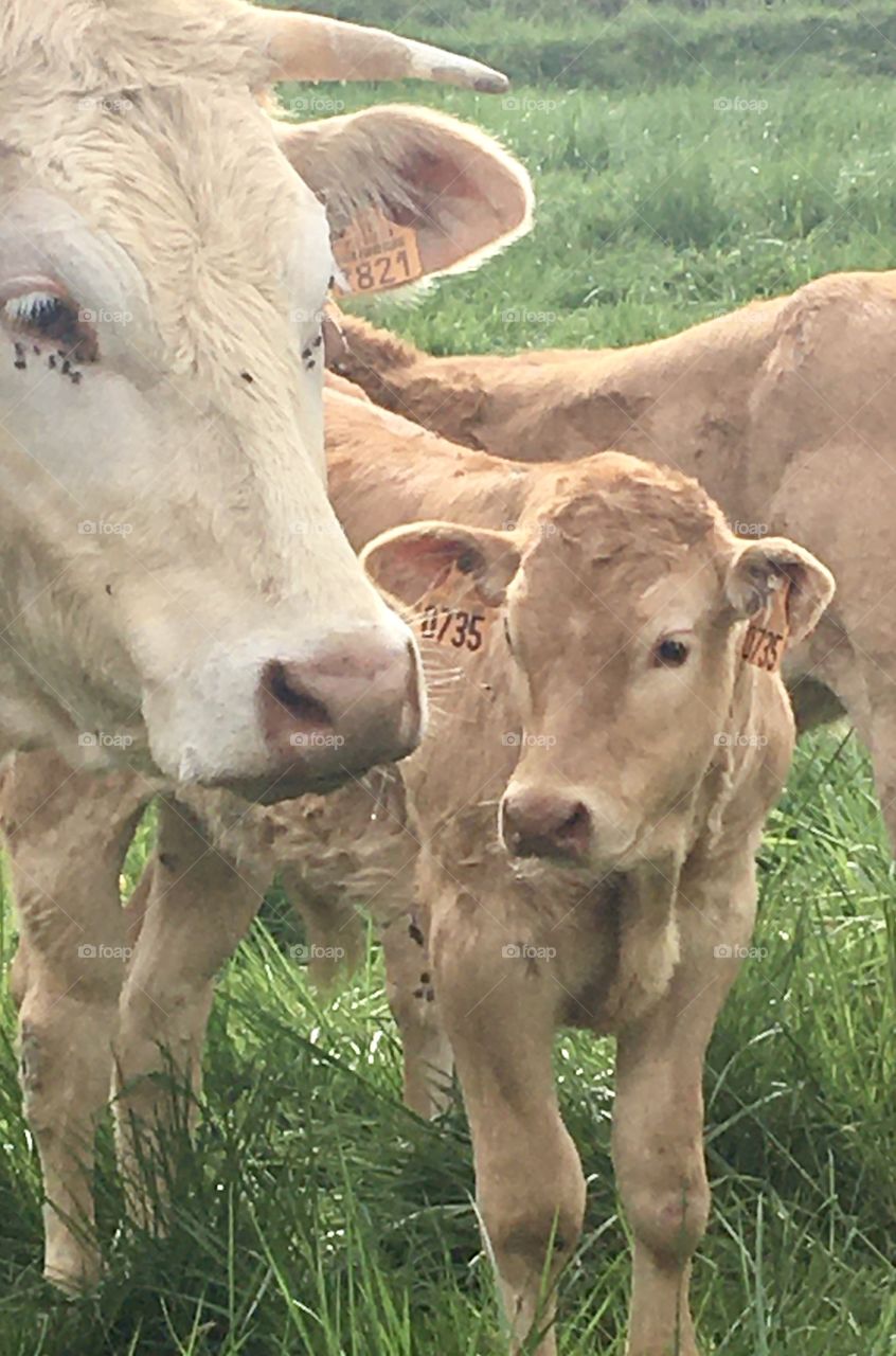Young calf and its mother 