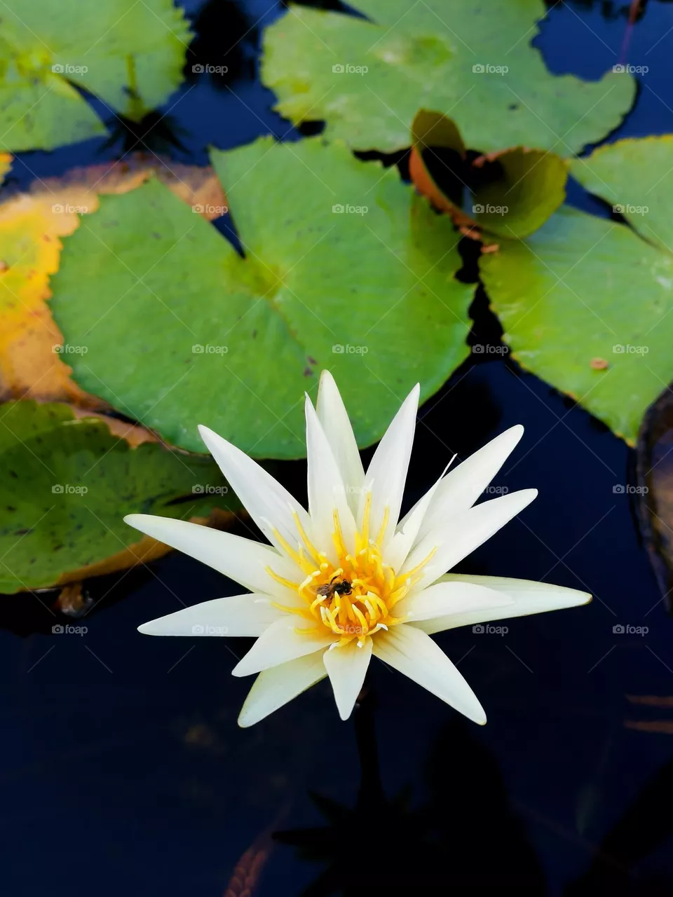 Plants around us. Beautiful Lotus flower.