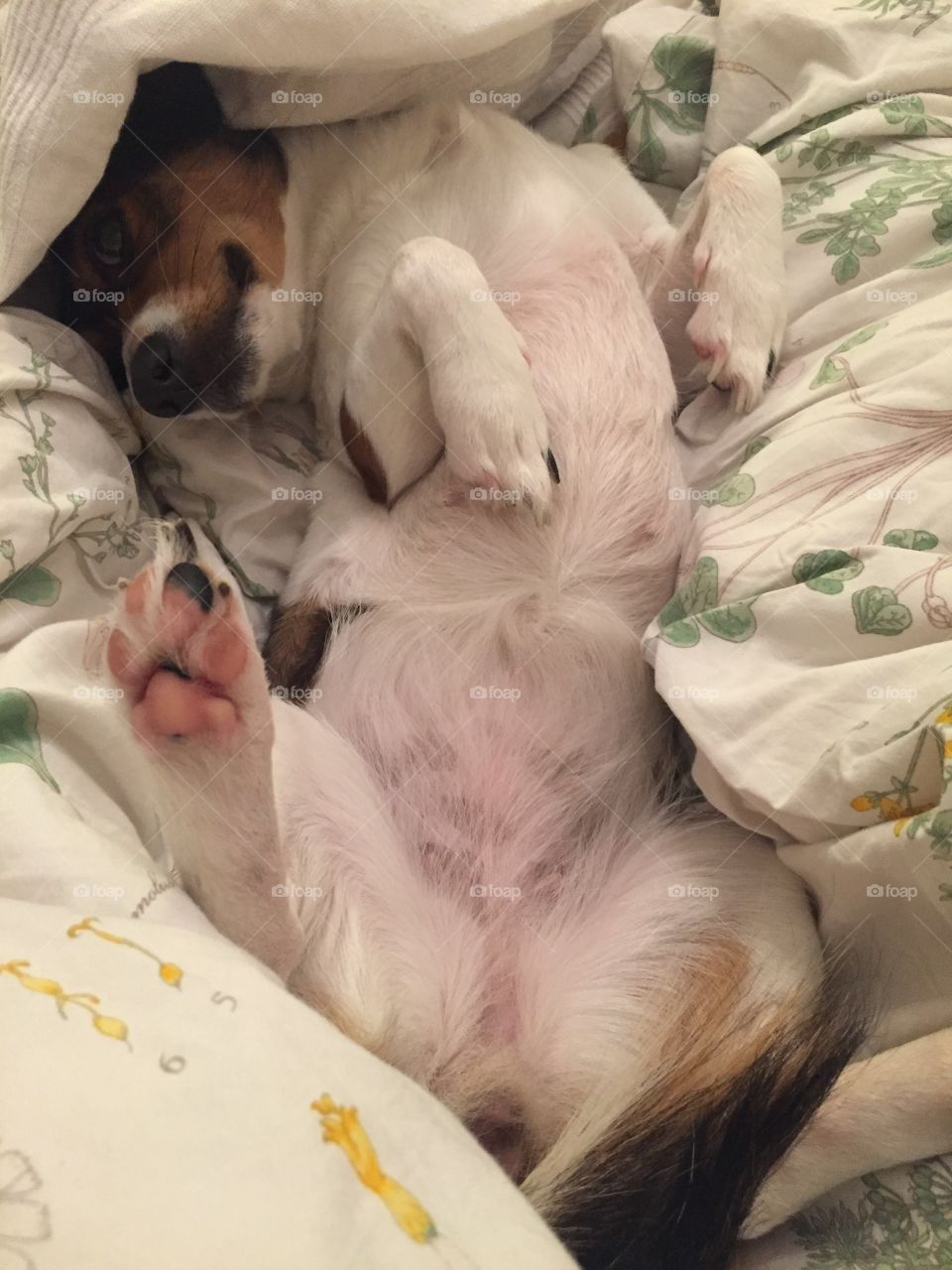 Dog, Mammal, Animal, Sleep, Cute