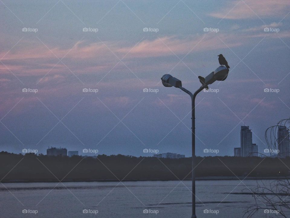 doves sit on a lamppost