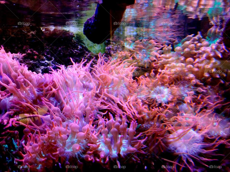 rose anemone