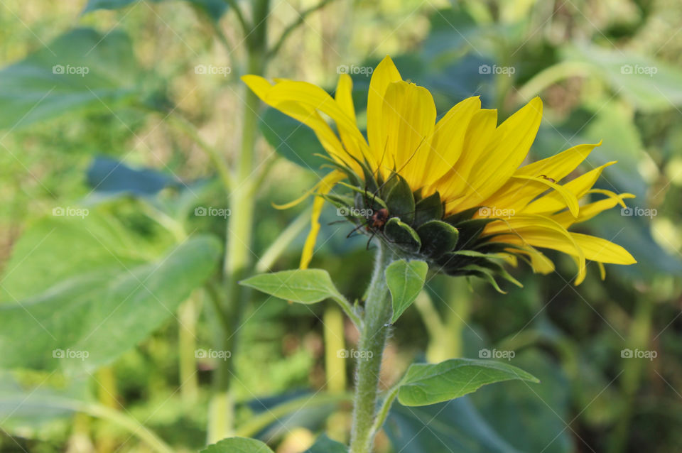 Gulf of Morbihan Brittany France