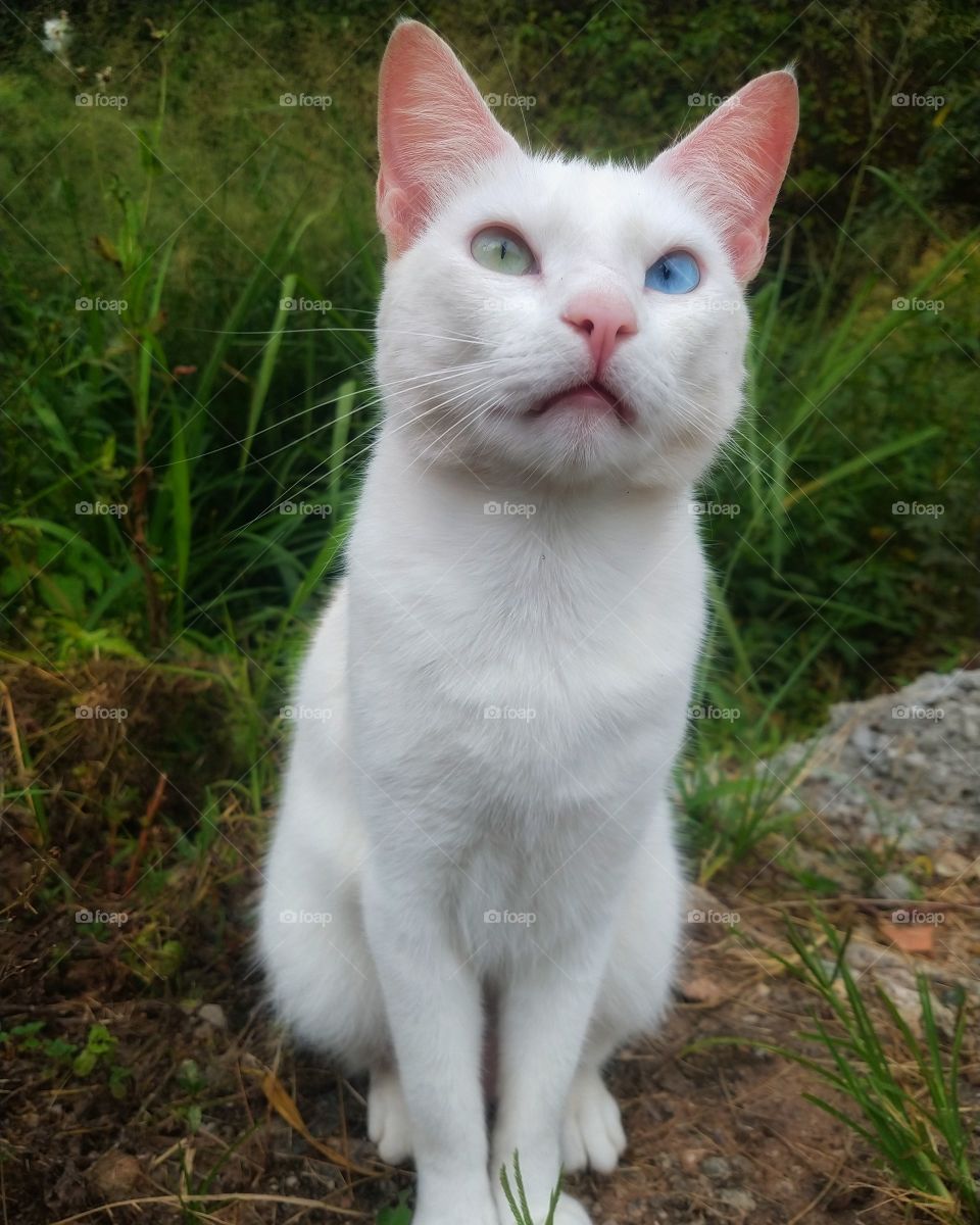 gato branco