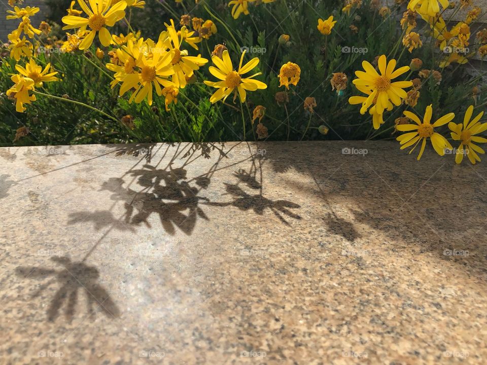 Yellow flowers and their shadows against a wall on a sunny afternoon 