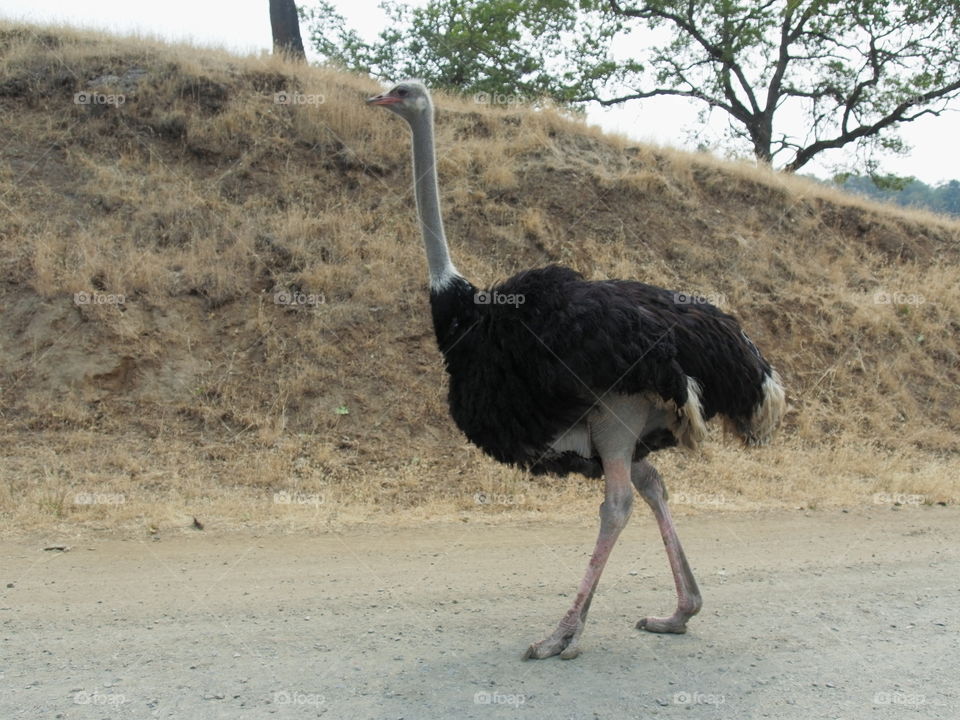 Animals at A park in Southern Oregon 