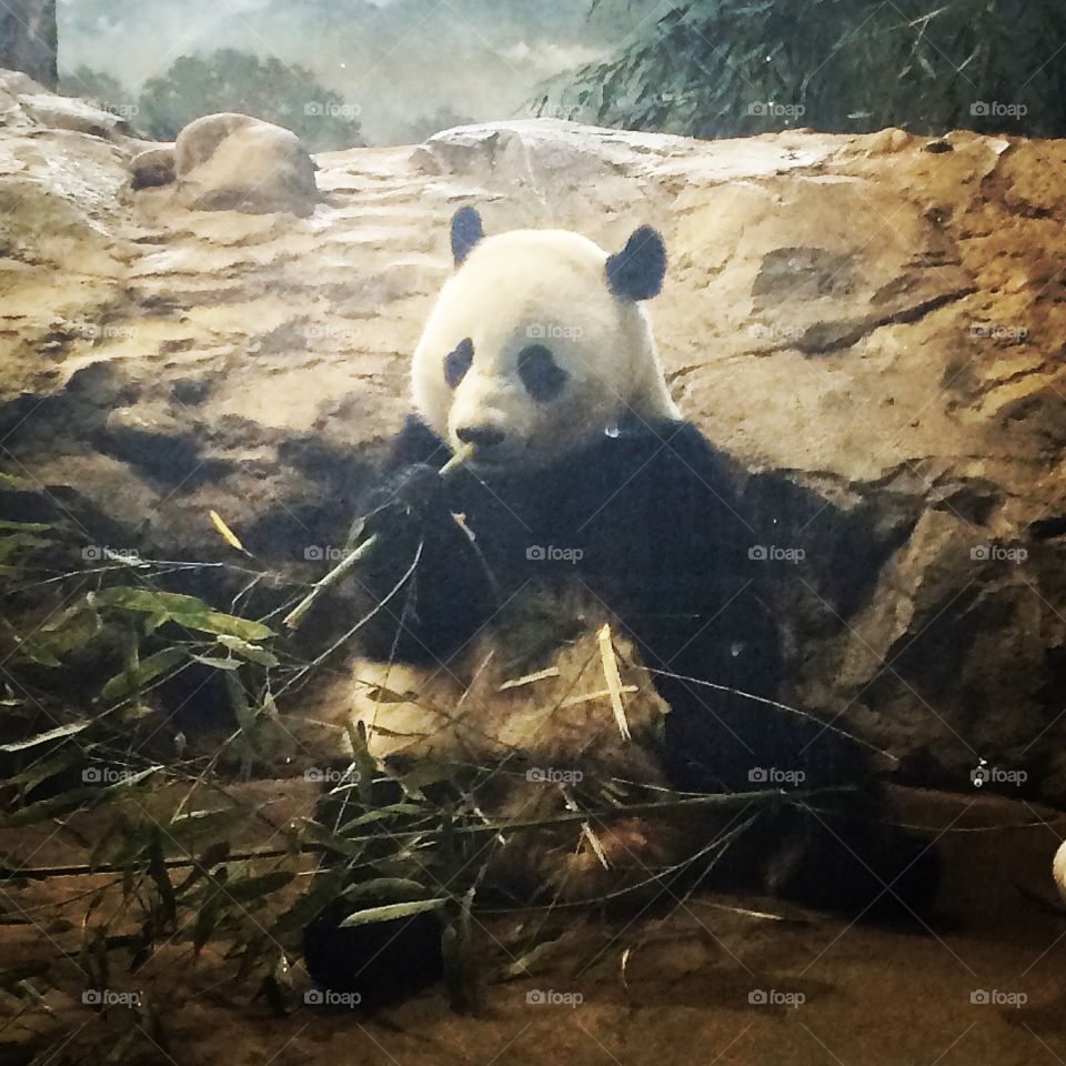 Panda at the DC zoo 
