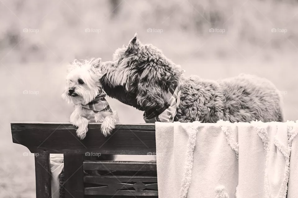 Two dogs, a Golden doodle and Yorkshire Terrier , kissing on a bench at the park in a beautiful, warm, black and white portrait. 