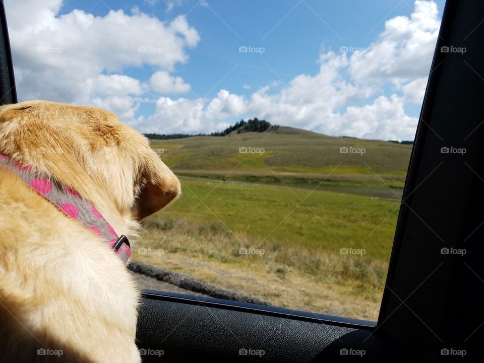 A dog looks out the window while driving through Yellowstone National Park.