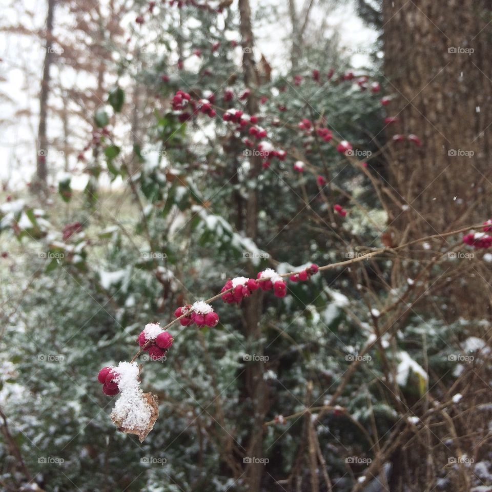 Snow covered trees and berries.