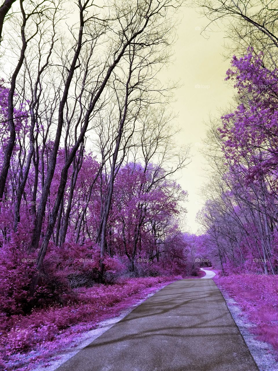 Tree, Nature, Landscape, Season, Flower