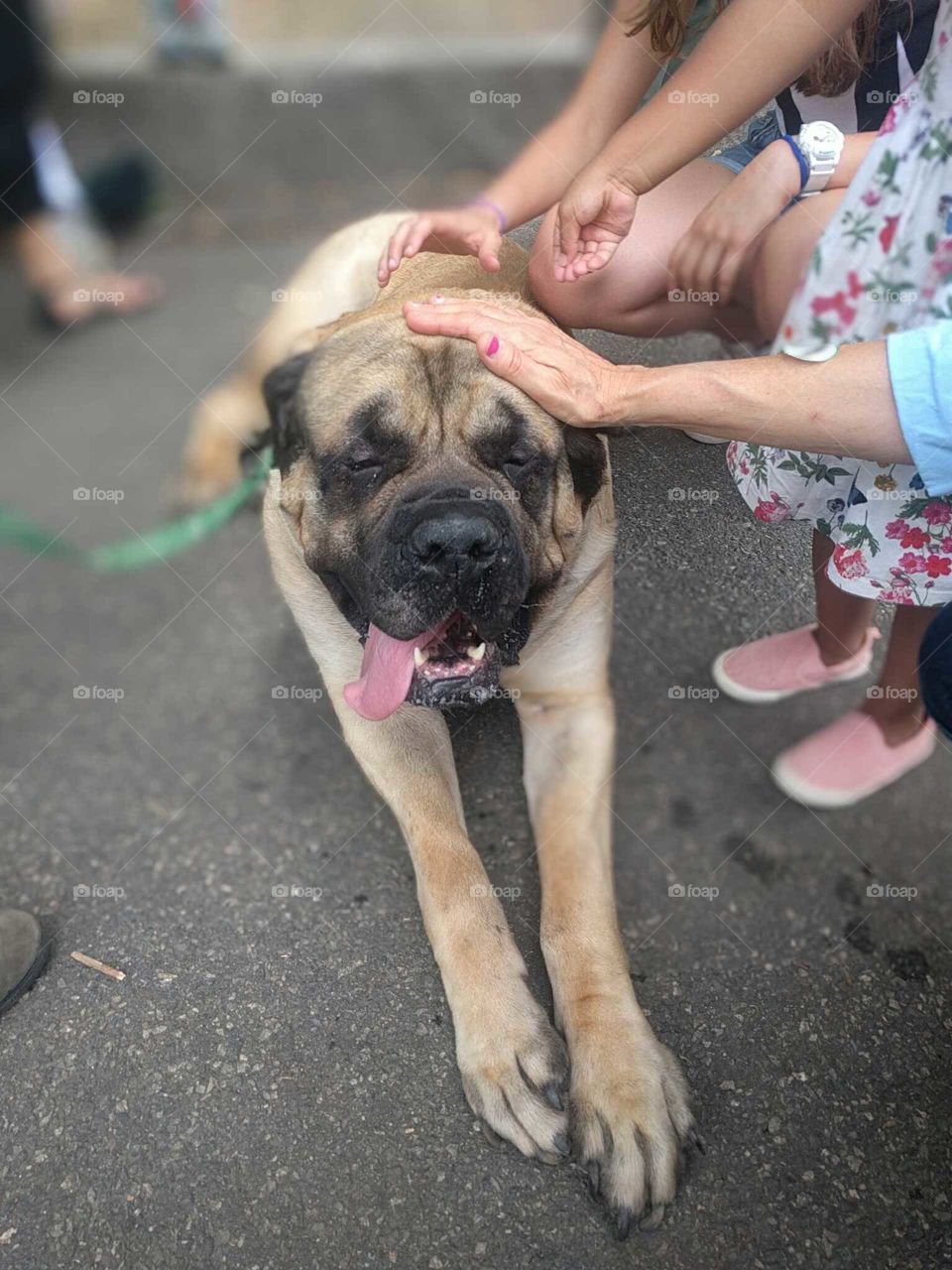 A french mastiff takes a break and enjoys some love.