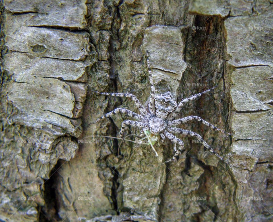 High angle view of spider