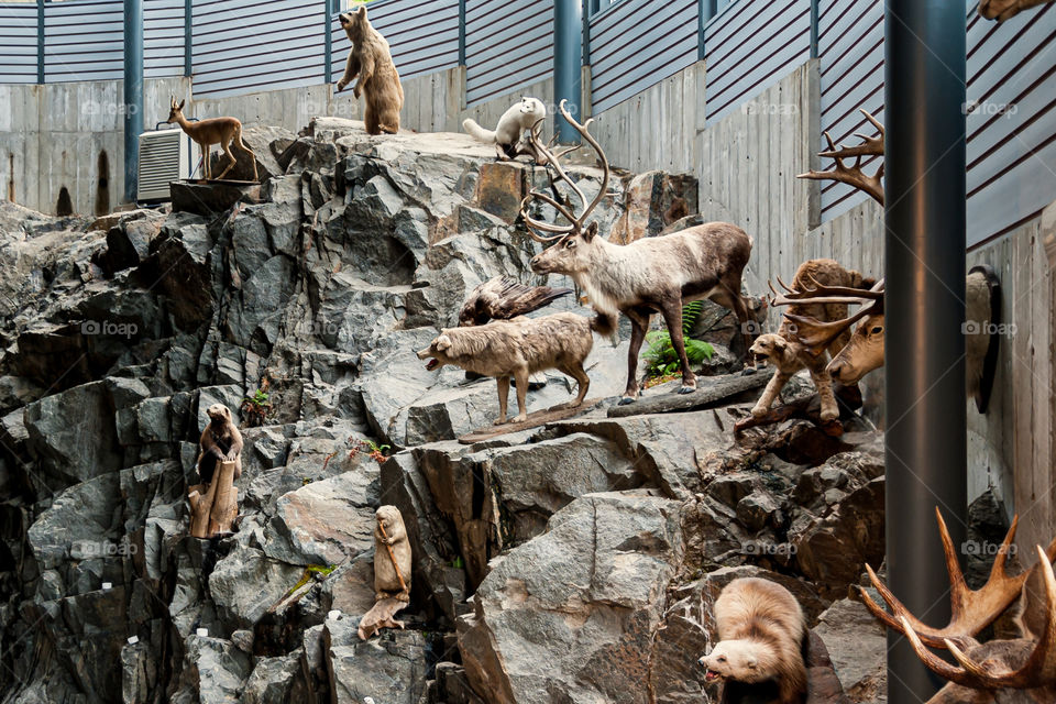 Eurasian endangered species on display. Stuffed animals.