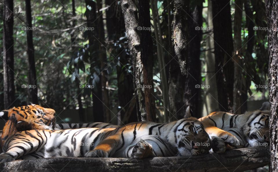 rest together, sumatran tiger in park