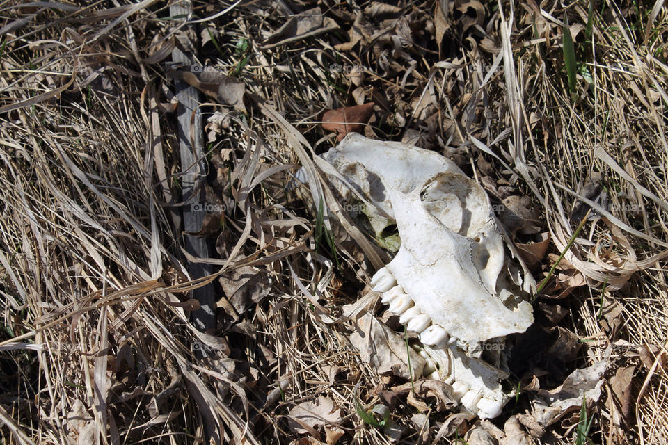 leaves animal dead skull by ambino88