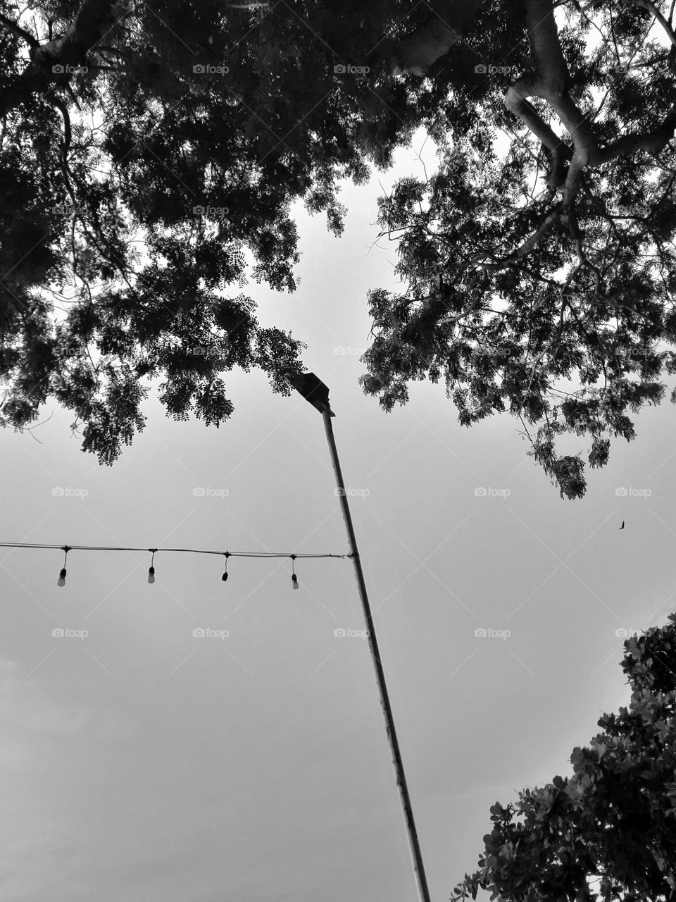 random photo of sky, pole, cable and leaf in a fine art style