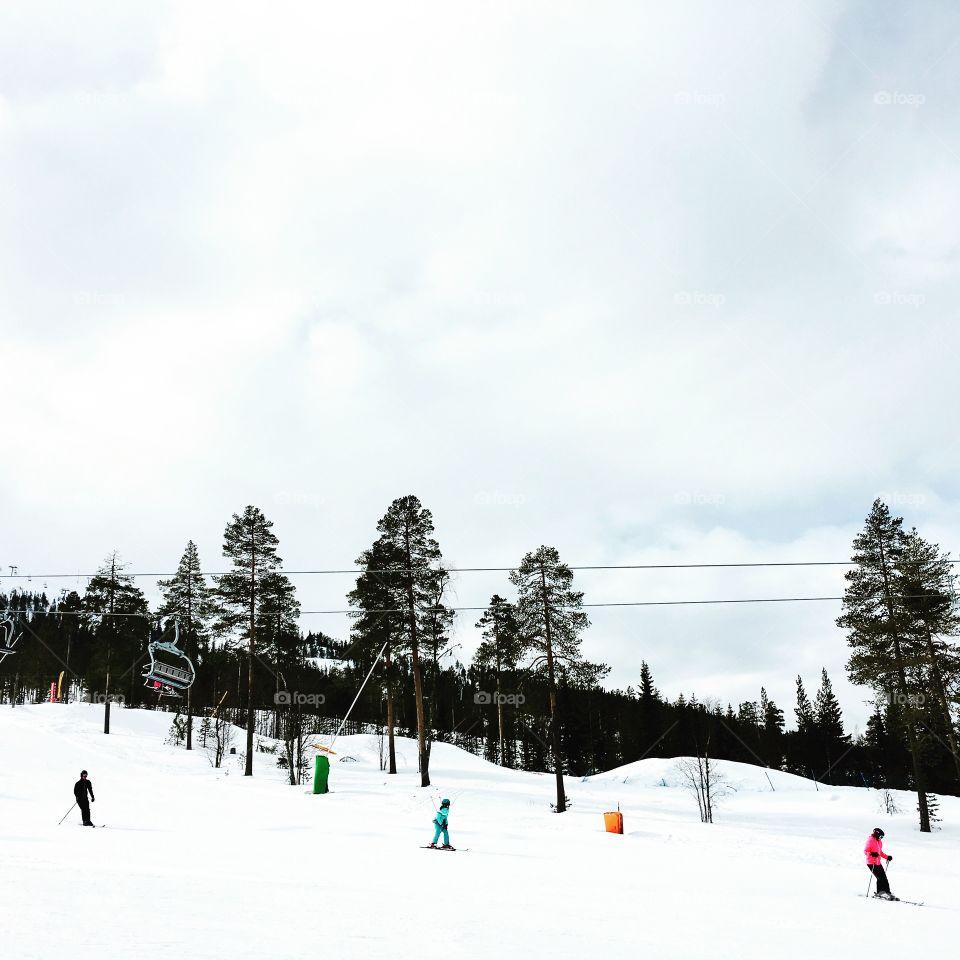 Snow, Winter, Cold, Tree, Resort