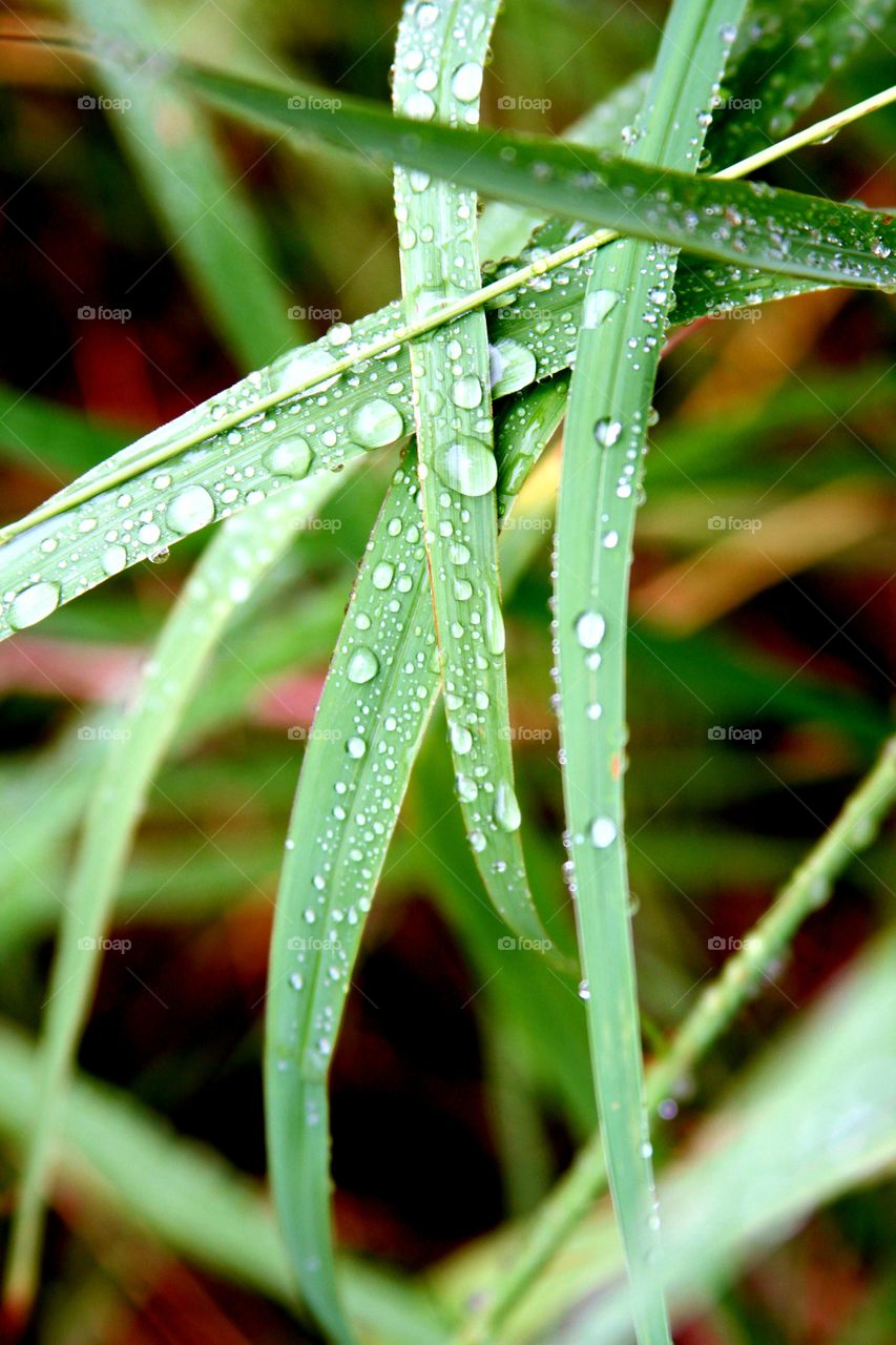 rain on grass