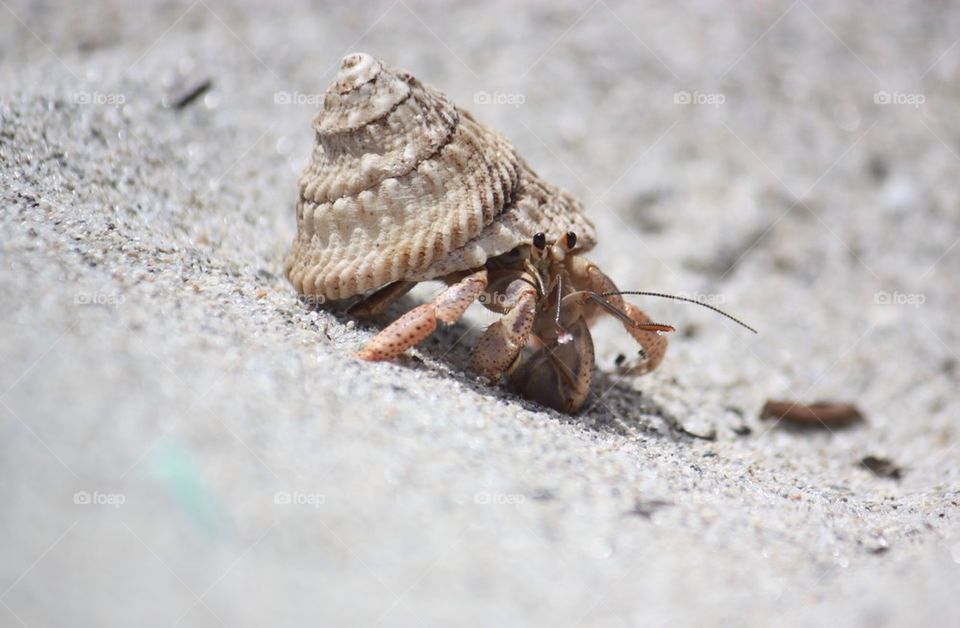 Crab in the seashell