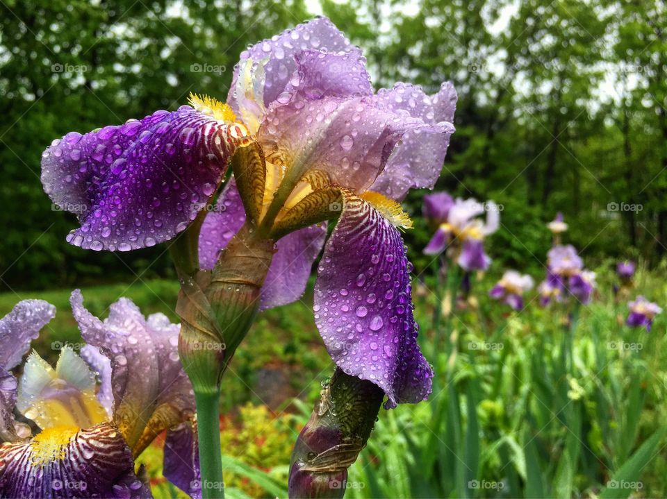 Bearded iris