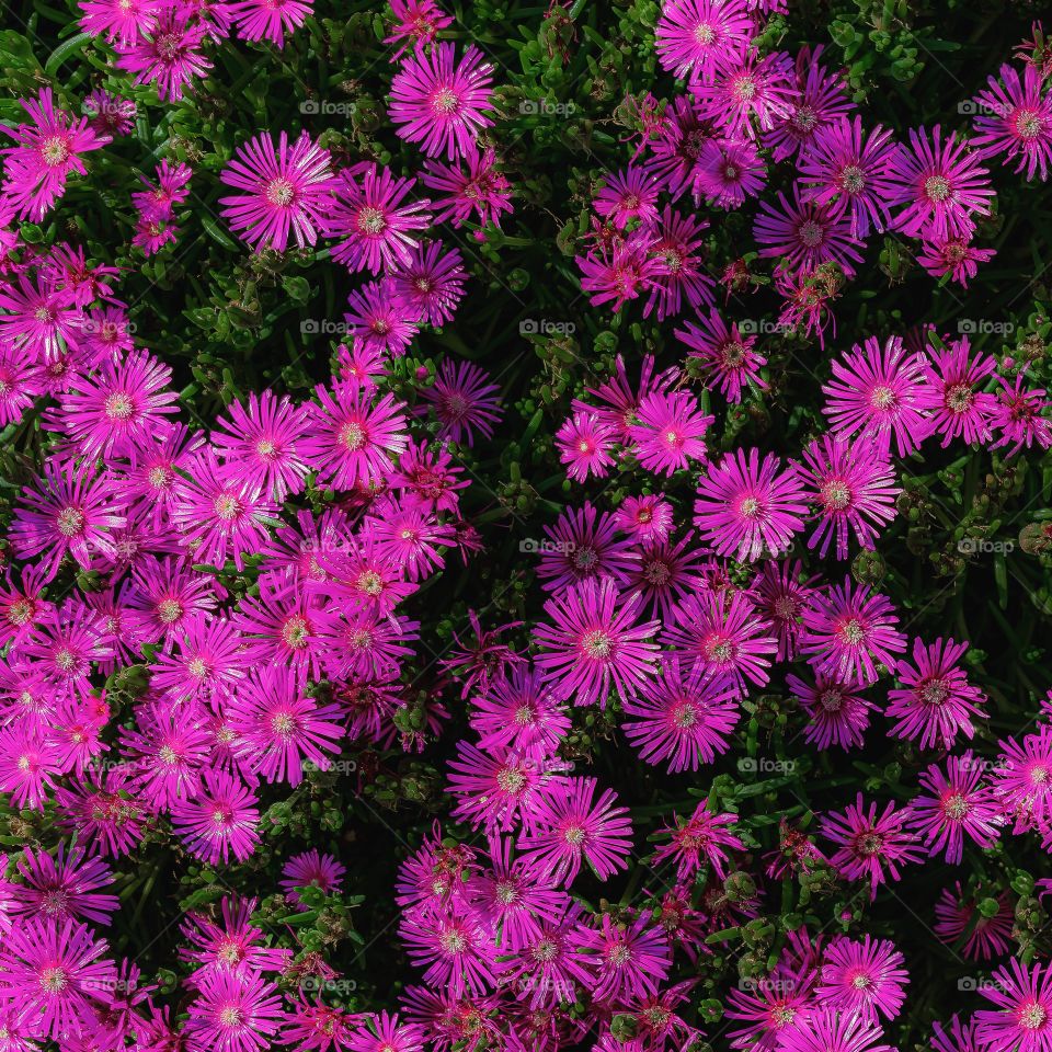 Funky purple flowers