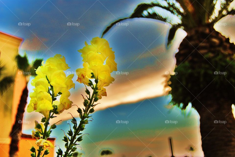 Yellow flower. Yellow flower against Sky