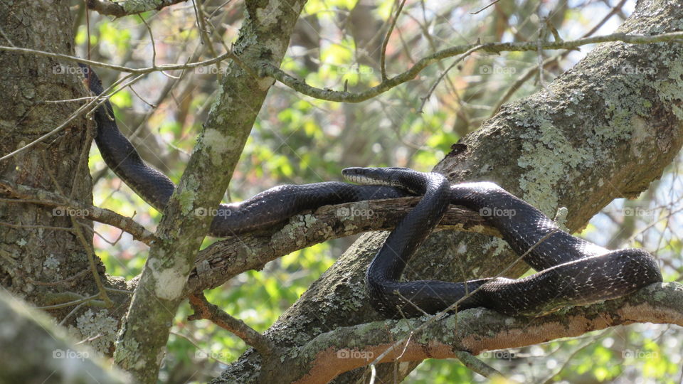 Large rat snake in a tree