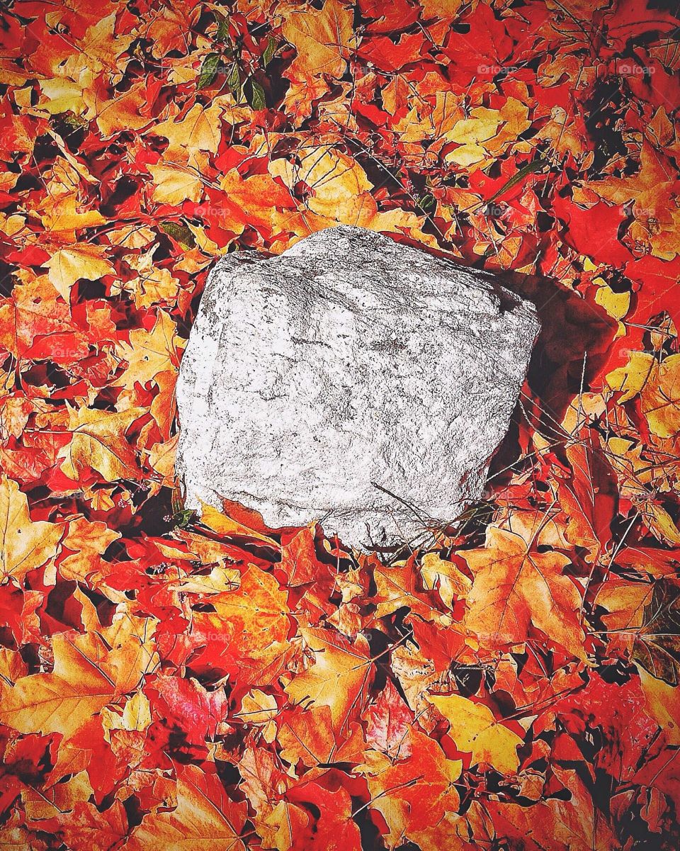 Fall leaves and a white rock...