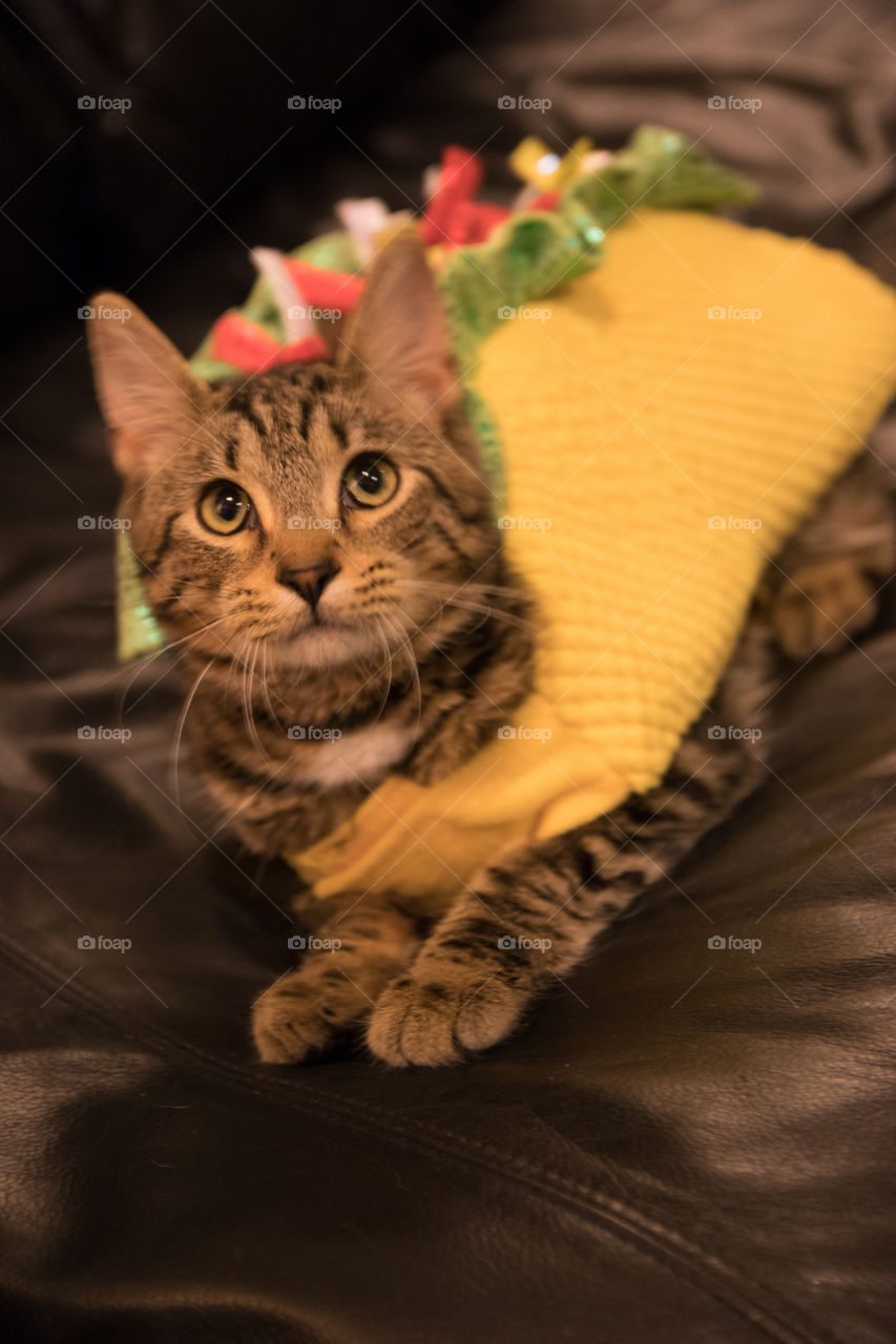 A kitten laying down in a taco costume