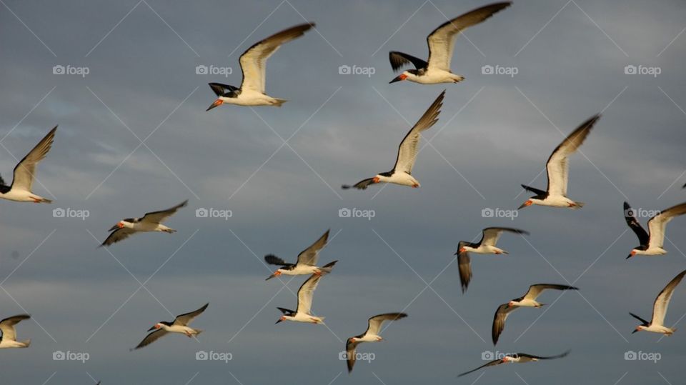 Birds, swarm, flock, flying, sky, 