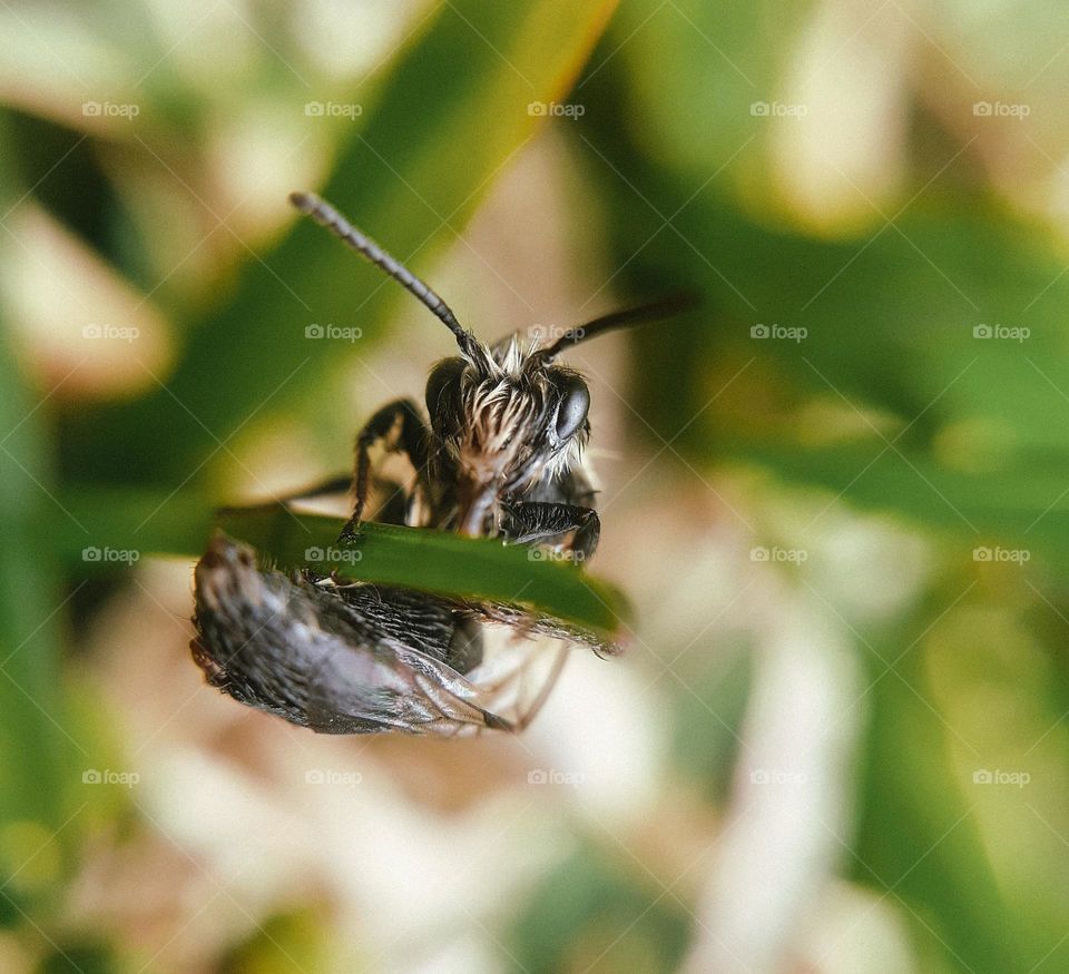 A wet insect clings to a green blade of grass