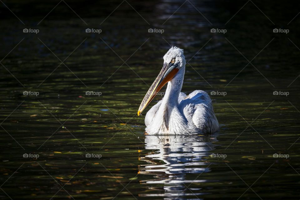 A portrait of a pelican swimming in a lake. the bird looks quite fierce and mean and has a big beak.