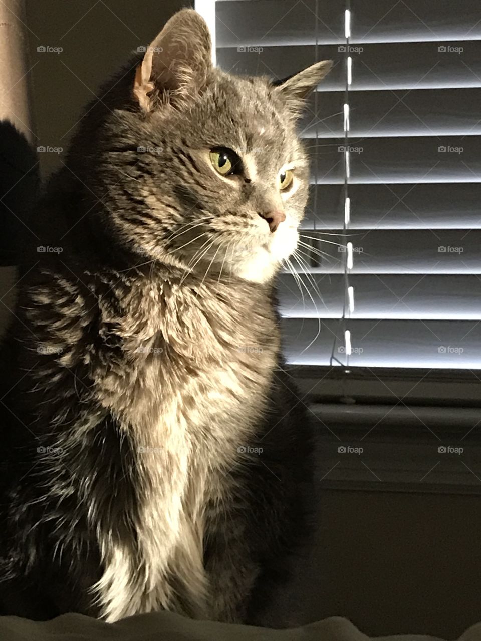 Sun light peering through the window onto a cat.  Beautiful cat picture for people who love cats. 