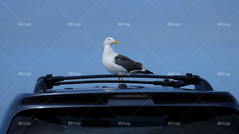 Seagull resting on a car top.