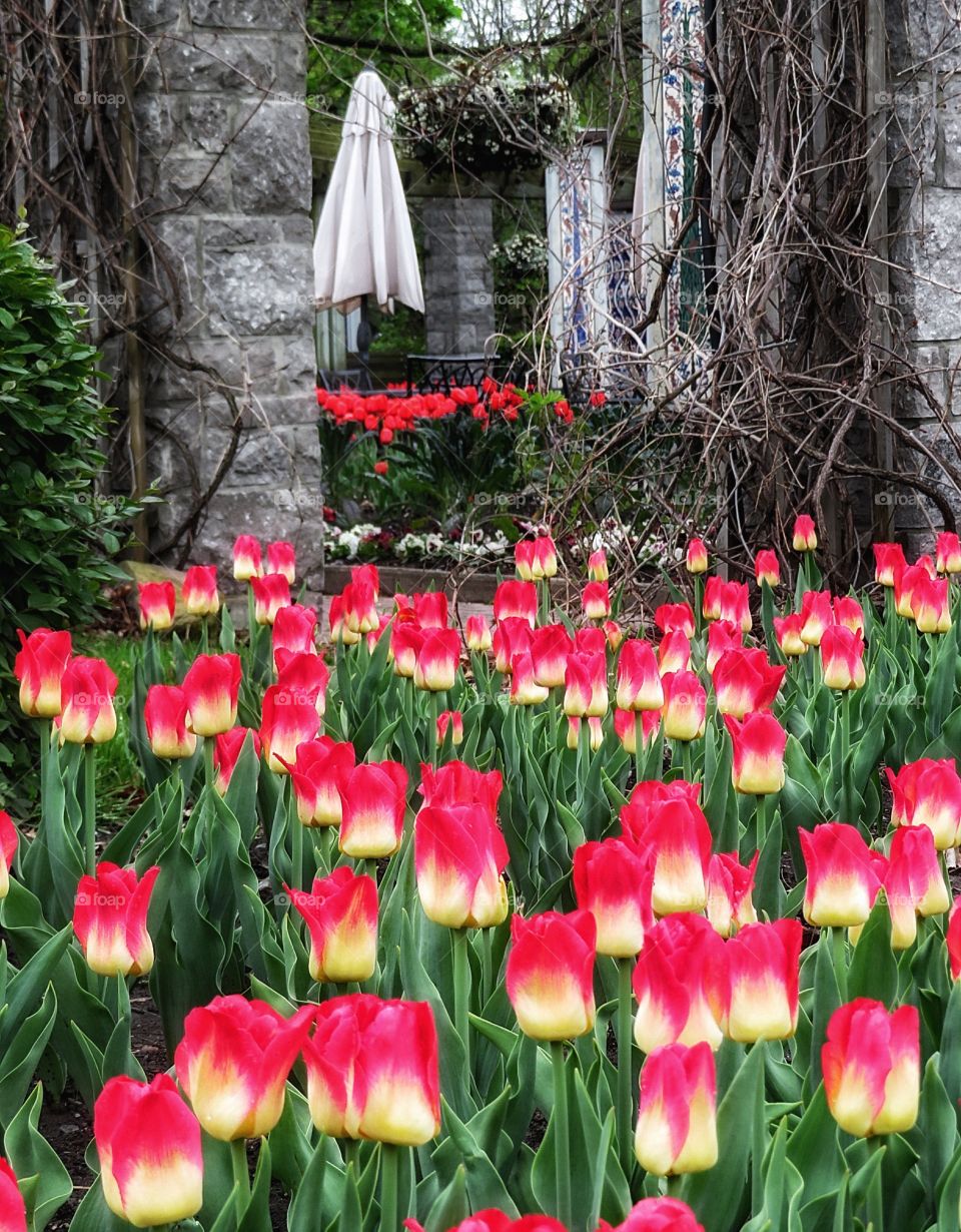 Spring at the Montreal Botanical Gardens