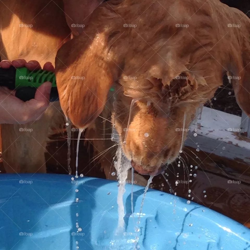 Wet dog