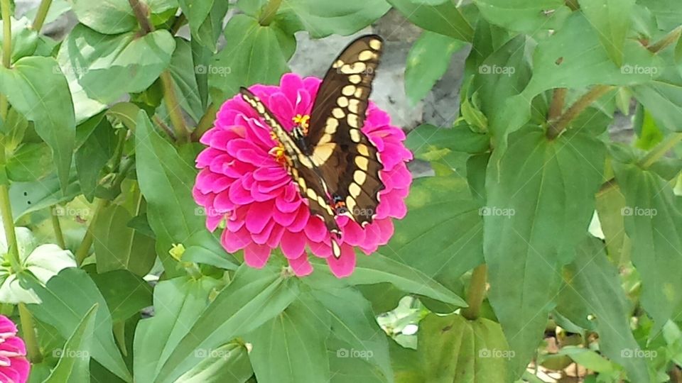 Butterflies and flowers 